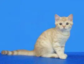 Fold macska képek