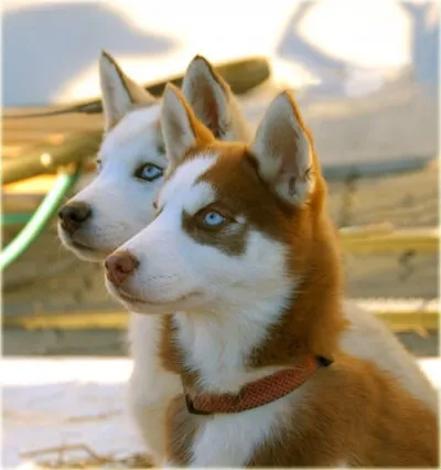 Hogyan Husky mondja Hogyan Husky mondja