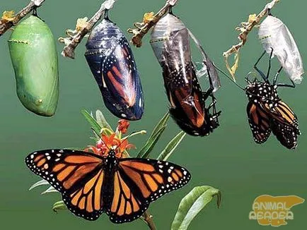 Butterfly mint emberi