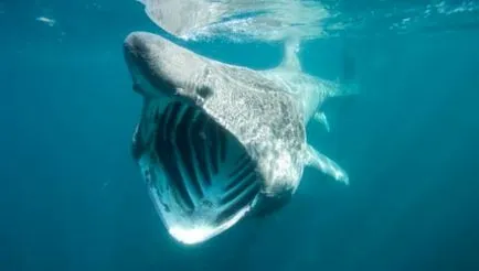 10 Scariest Shark