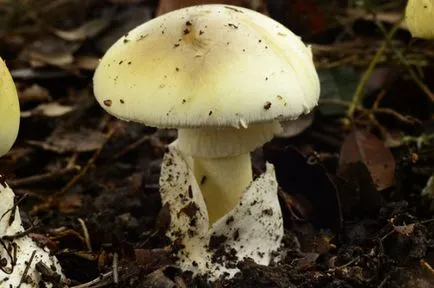 10 legerősebb, és gyorsan ható mérgek - ❶ ❶ érdekességet (erős) 10 legerősebb, és gyorsan ható mérgek - érdekes tények ❶ ❶