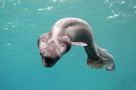 10 Scariest Shark