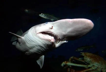 10 Scariest Shark