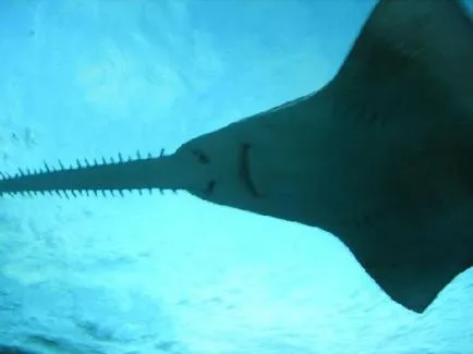 10 Scariest Shark