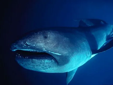 10 Scariest Shark