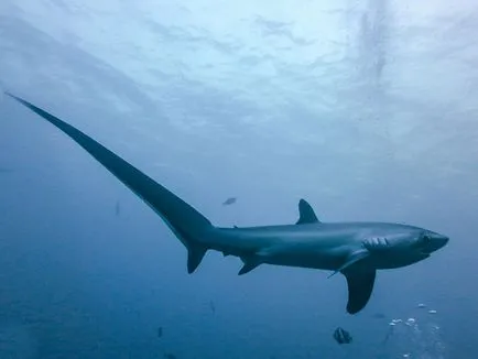 10 Scariest Shark