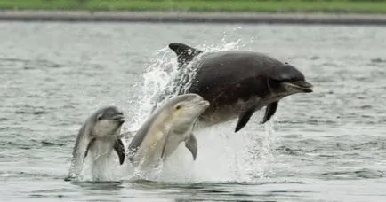 25 szokatlan tények a delfinek