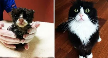2 megváltott macska és a történelem előtti és utáni