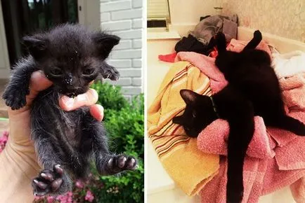 2 megváltott macska és a történelem előtti és utáni