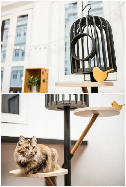 Top 13 példány a design bútorok macska és a tulajdonosaik (macska) Top 13 tételek design bútorok macskák és a tulajdonosok