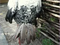Stork kert saját kezűleg