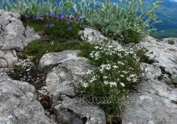 Alpesi hegyek 50 fotó a legszebb alpesi