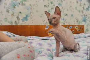Allergia Sphynx okoz, a tünetek, a kezelés, tanácsadás (Sphinx) Allergia Szfinx okoz, tünetei, kezelés, tanácsadás