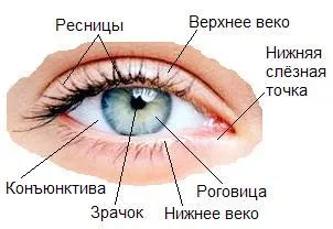 Anisocoria (tanulók különböző méretű) okoz csecsemők, gyermekek és felnőttek, kezelés, fotó (tanuló) Anisocoria (tanulók különböző méretű) okoz csecsemők, gyermekek és felnőttek, kezelés, fotók