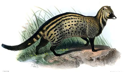 Civet afrikai, afrikai Viverra (civettictis civetta), felületi morfológia megjelenését színes (Viverra) Civet afrikai, afrikai Viverra (civettictis civetta), felületi morfológia megjelenését szín