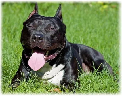 Amerikai Staffordshire terrier fajta fotó, vélemények tulajdonosok