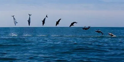 Isurus, vagy szürkéskék cápa leírása (szürke-kék) Isurus, vagy szürkéskék cápa leírása