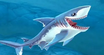 Isurus, vagy szürkéskék cápa leírása (Isurus heringcápának Isurus sebesség) Isurus, vagy szürkéskék cápa leírása