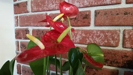 Anthurium levelek sárgák - mi a teendő (Tippek és trükkök) (levél) Anthurium levelek sárgák - mi a teendő (tippek és trükkök)