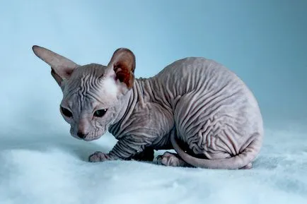 Allergia Szfinx is lehetne, és mi a teendő ebben az esetben (Sphinx) Allergia Szfinx is lehetne, és mi a teendő ebben az esetben