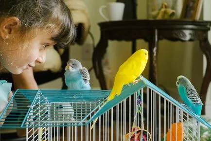 Allergiás a papagájok tüneteket és típusú (az ábrán látható) Allergia tünetei és típusai papagájok