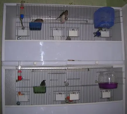 Pintyek, pinty ellátás, a vásárlás pinty (Munia ellátás) Pintyek, pinty ellátás, a vásárlás pinty