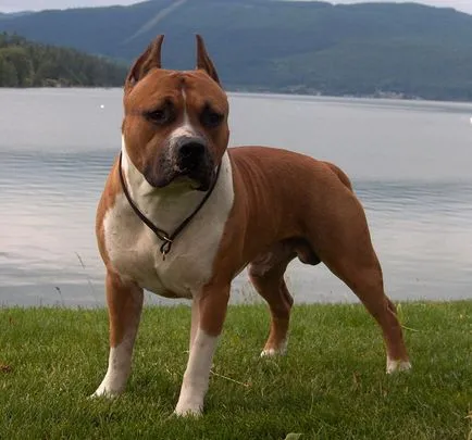 Amerikai Staffordshire Terrier, családvédelmi (Staffordshire) Amerikai Staffordshire Terrier, családvédelmi