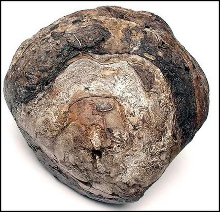 Amber, borostyán illat