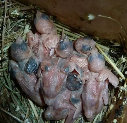 Pintyek, pinty ellátás, a vásárlás pinty (tenyésztés pintyek) Pintyek, pinty ellátás, a vásárlás pinty