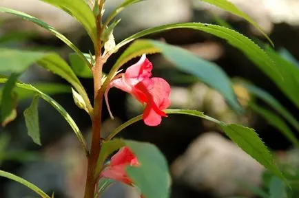 Impatiens kert ültetés és gondozás, fotók fajták, termesztés és nemesítés a nyílt terepen, a szerepe