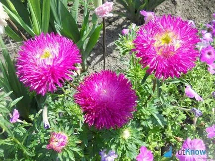 Aster dísznövénykertészettől és gondozás