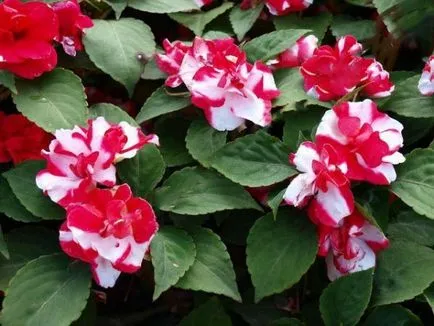 Impatiens kert fotó, egyre nagyobb a mag, ültetés és gondozó a virág (Impatiens virágoskert) Impatiens kert fotó, egyre nagyobb a mag, telepítése és gondozása virág