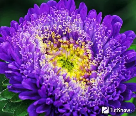 Aster dísznövénykertészettől és gondozás