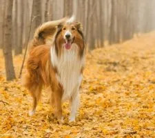 Collie kutya fajta leírás, fotók, az ár a kölykök, vélemények