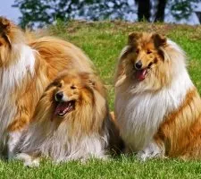 Collie kutya fajta leírás, fotók, az ár a kölykök, vélemények