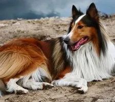 Collie kutya fajta leírás, fotók, az ár a kölykök, vélemények