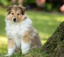 Collie kutya fajta leírás, fotók, az ár a kölykök, vélemények