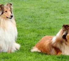 Collie kutya fajta leírás, fotók, az ár a kölykök, vélemények