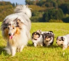 Collie kutya fajta leírás, fotók, az ár a kölykök, vélemények