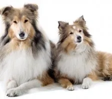 Collie kutya fajta leírás, fotók, az ár a kölykök, vélemények