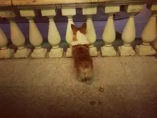 Kutya Alekseya Vorobeva - Elvis (Corgi fajta) életrajz, képek (Vorobiev) Kutya Alekseya Vorobeva - Elvis (Corgi fajta) életrajz, fotók