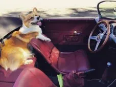 Kutya Alekseya Vorobeva - Elvis (Corgi fajta) életrajz, képek (Alexei) Kutya Alekseya Vorobeva - Elvis (Corgi fajta) életrajz, fotók