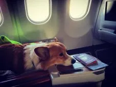 Kutya Alekseya Vorobeva - Elvis (Corgi fajta) életrajz, képek (Elvis) Kutya Alekseya Vorobeva - Elvis (Corgi fajta) életrajz, fotók
