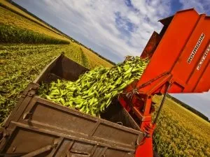 Elhelyezés produktív gabona (kukorica téli) Elhelyezés kukorica produktív