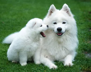 A kutya Laika