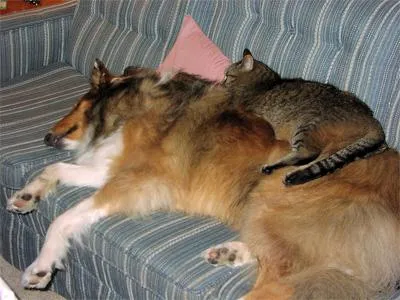 collie