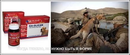 Kutyák a hadseregben