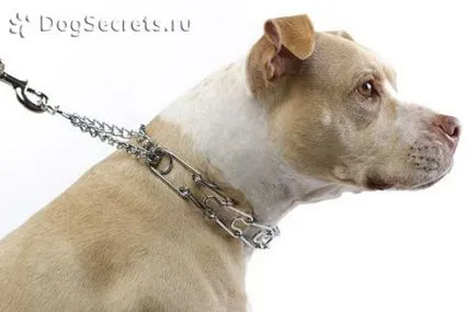 Kutya vagy Puppy húz pórázon, hogy mit és hogyan elválasztott gyerek belőle