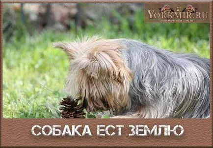 Megeszi a föld, ezért mi hiányzik, hogyan elválasztott gyerek (hiányzó) Megeszi a föld, ezért mi hiányzik, hogyan elválasztott gyerek