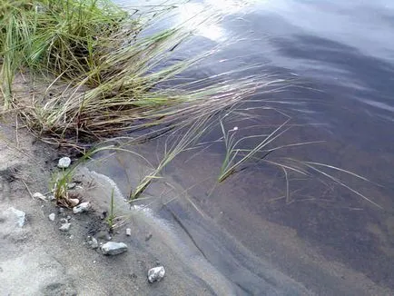Küzdeni ponty kezével videó catchability gyilkos ponty és egyéb (kezelése) Küzdeni ponty kezével videó catchability gyilkos ponty és egyéb